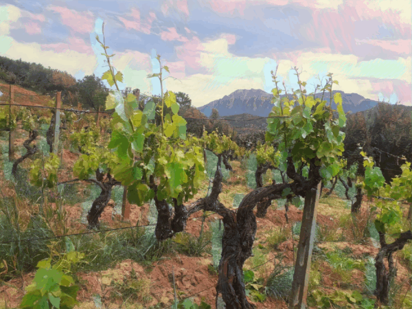 Tra i Filari del Supramonte: NFT della Vigna di Orgosolo, Cuore Biologico della Barbagia e Terra di Vini Eccellenti