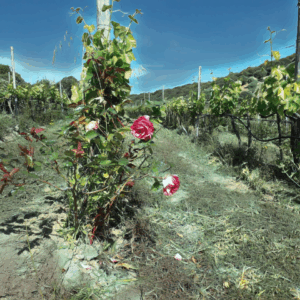 Cannonau di Orgosolo: L’Anima della Vigna Sarda tra Tradizione, Colori e Qualità Biologica