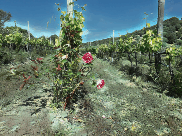 Cannonau di Orgosolo: L’Anima della Vigna Sarda tra Tradizione, Colori e Qualità Biologica